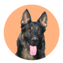 Les chiens à vendre