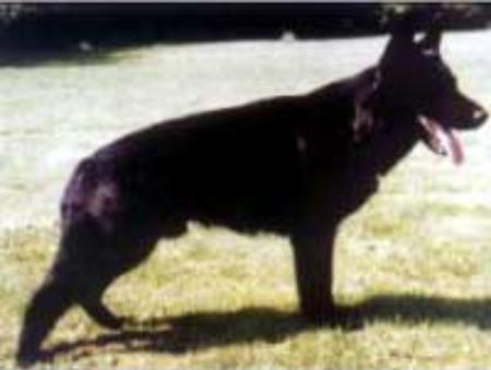 Ajax von der Schwarzen