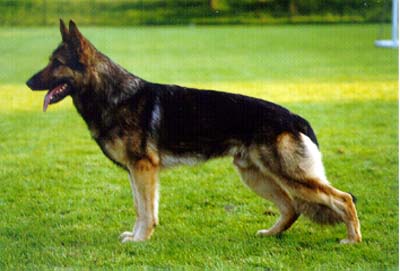 Asko von Lutter