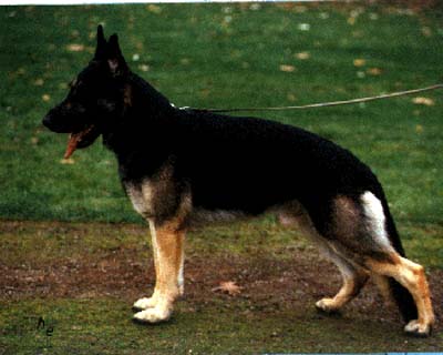 Astor Schelmenturm