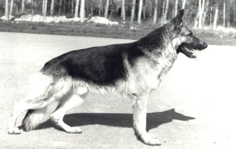 Basko  Von haus Ellenbeck