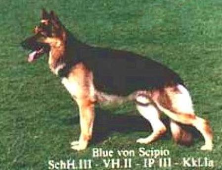 Blue von Scipio