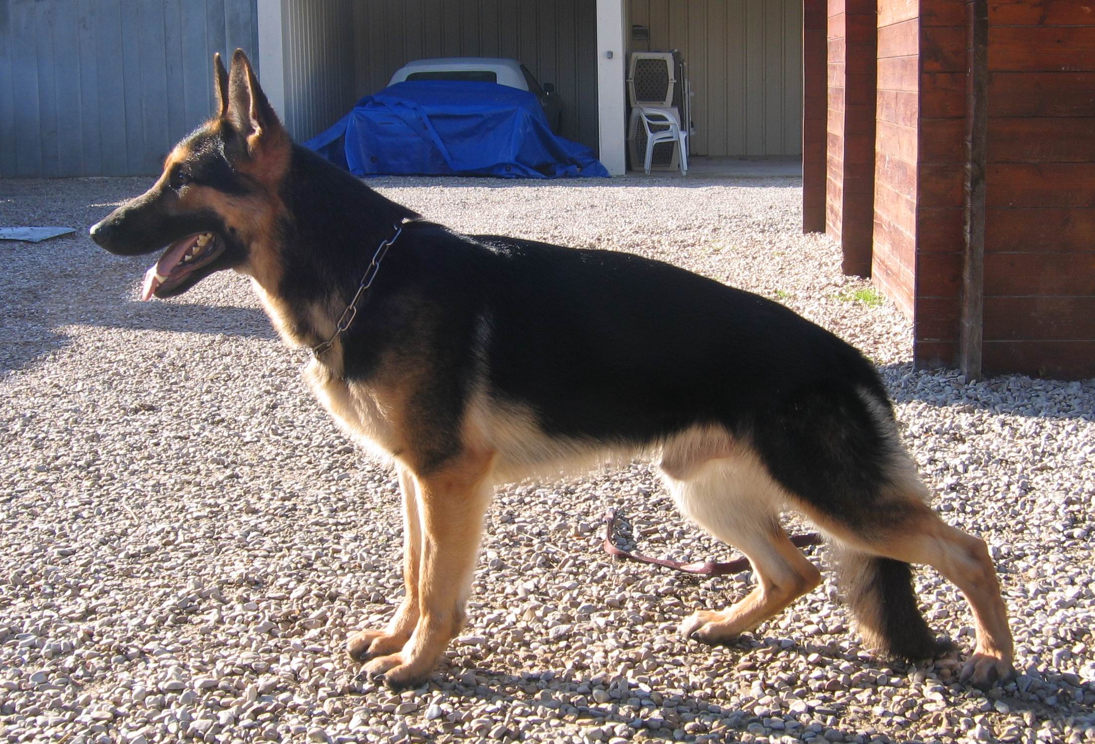 Butch du val des Hurles vent