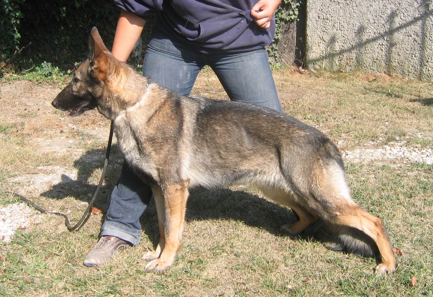 Chipie du val des Hurles vent