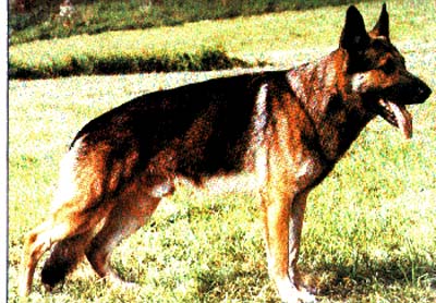 Dax von der Kesmarker