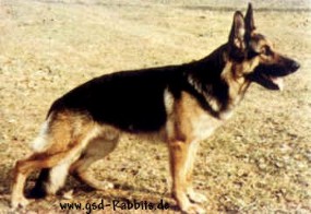 Falco von haus Sindern