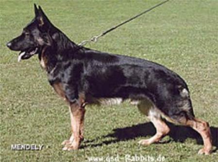 Falk von der Wolfen