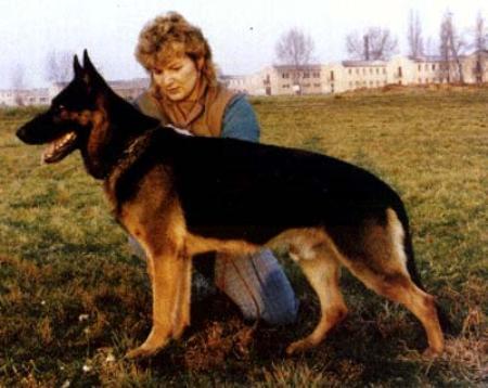 Gildo von Korbelbach