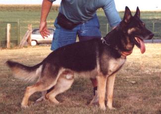 Hasso von Lutzing