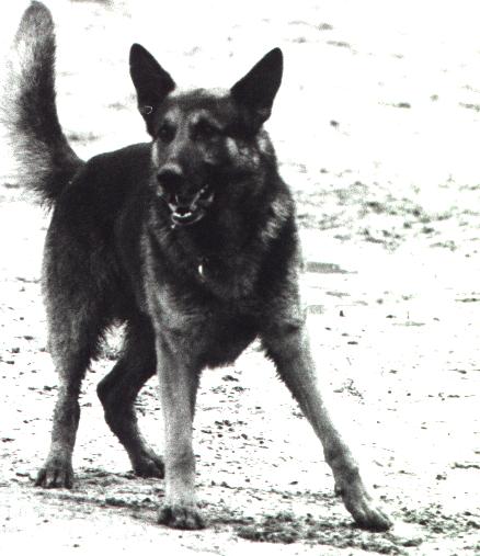 Ianto de Gerbe de Granval