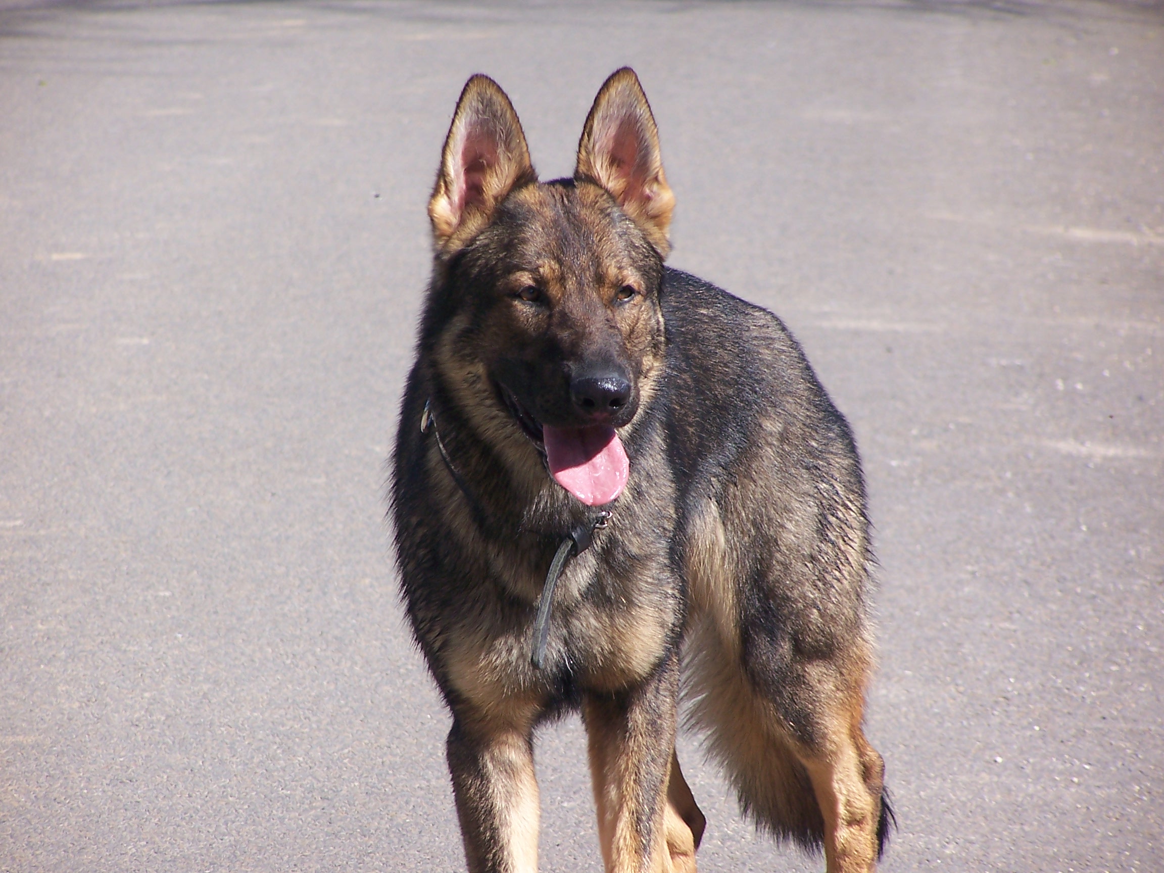 Jagger de la cite des loups gris