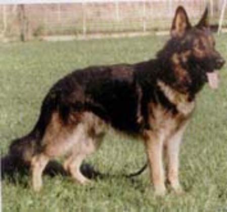 Moktar du val d Auzon