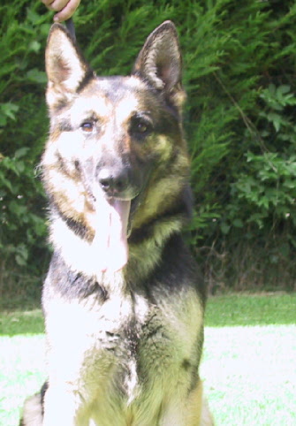 Nikita du val des Hurles vent