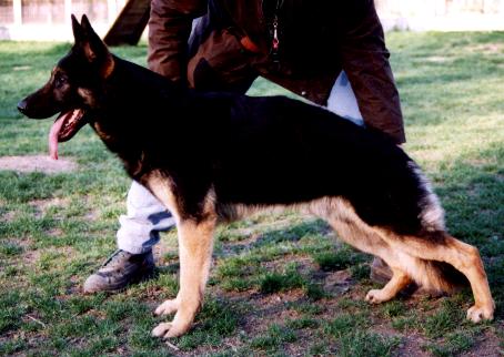 Nyrrhus du val des Hurles vent