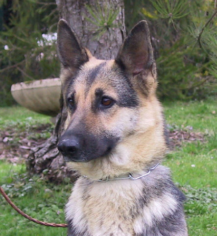 Oxya du val des Hurles vent