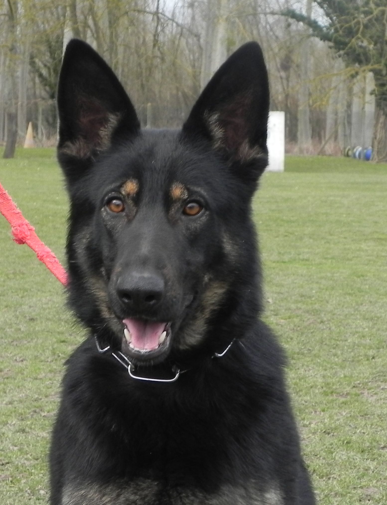 Princesse II du Val des Hurles Vent