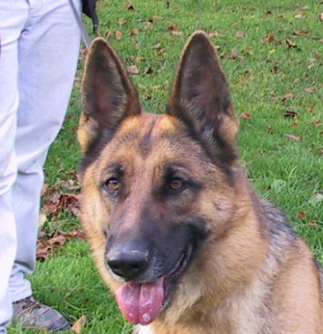 Priska II du val des Hurles vent