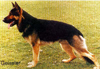 Quax von der Fasanerie