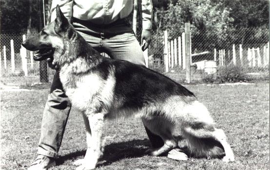 Ringo du val des Hurles vent