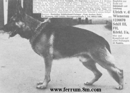 Ulrich von der Wienerau