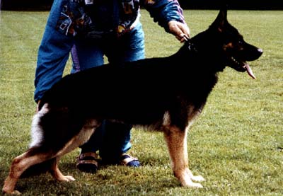 Vagabund von der Fasanerie