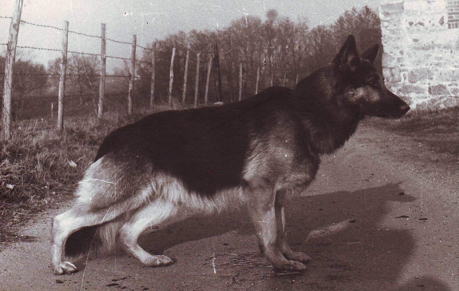 Varro von Schlackenbrunnen